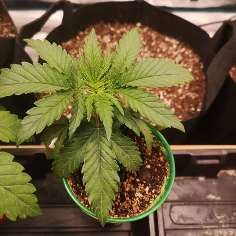 Grape Diamonds growlog timeline photo