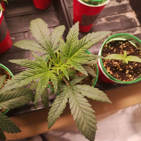 Grape Diamonds 2 growlog timeline photo