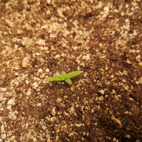 Hubbabubba haze myco growlog timeline photo