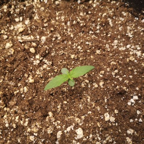 Mango smile growlog timeline photo