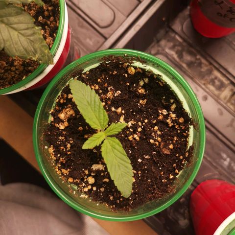 Orange cookie chem 2nd grow growlog timeline photo