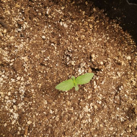 Sour crinkle growlog timeline photo