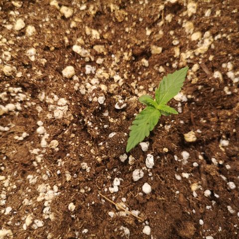 strawberry stomper growlog timeline photo