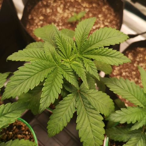 wedding cake growlog timeline photo