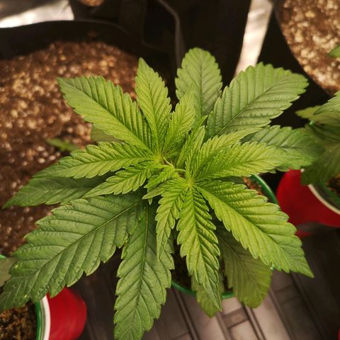 wedding cake 2 growlog timeline photo