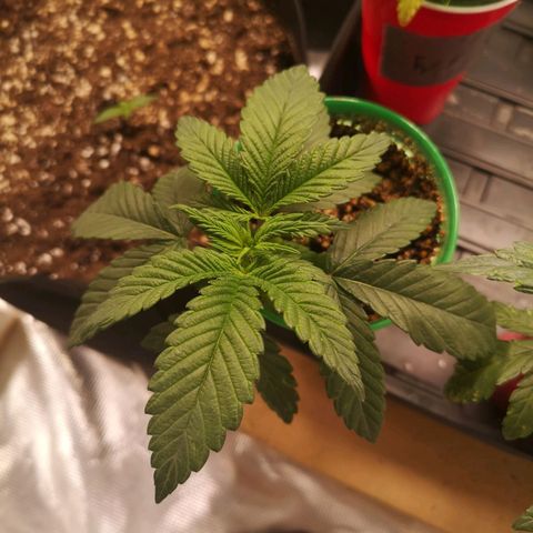Wedding cake 3 growlog timeline photo