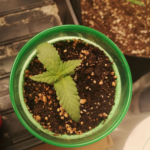 Blueberry cookies 2nd grow growlog timeline photo