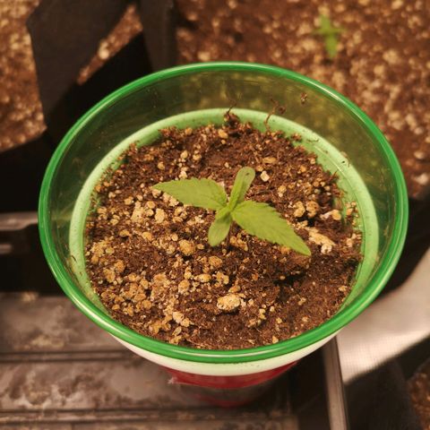 Blueberry cookies 2nd grow 2 growlog timeline photo