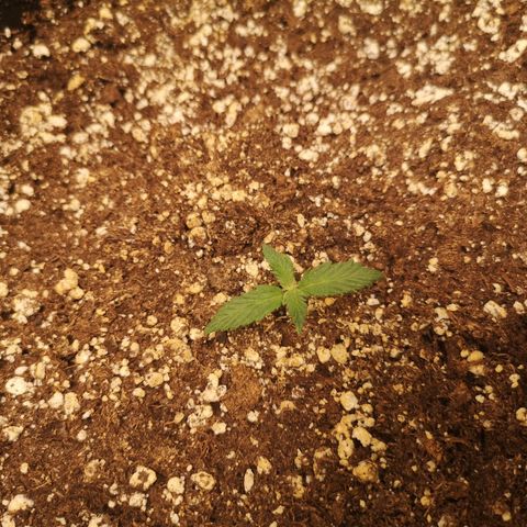 Cdlc growlog timeline photo