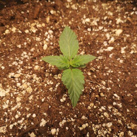 Cdlc 1/2 & 1/2 growlog timeline photo