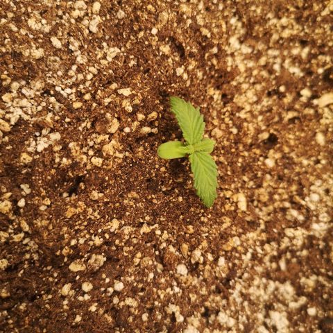 Cdlc myco growlog timeline photo