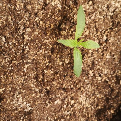 Forgotten cookies growlog timeline photo