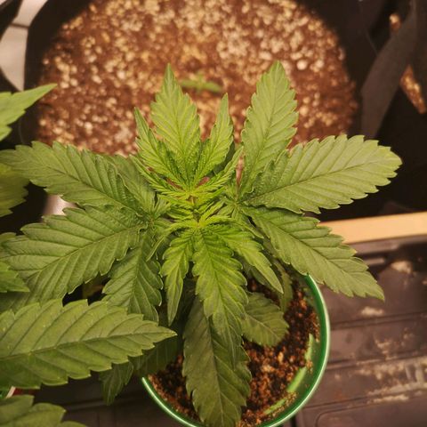 Grape Diamonds growlog timeline photo