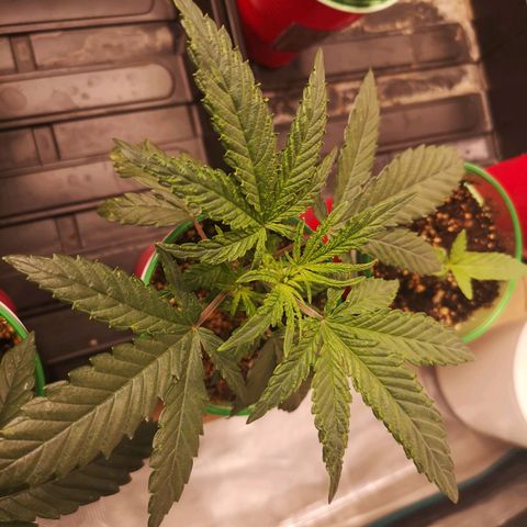 Grape Diamonds 2 growlog timeline photo