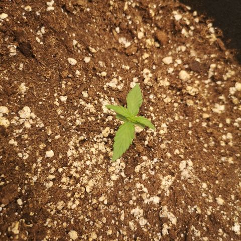 Hubbabubba haze growlog timeline photo