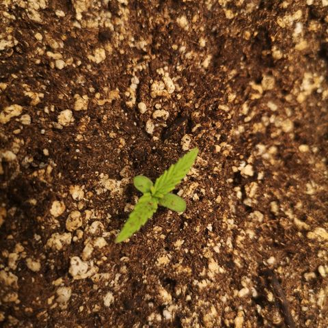 Hubbabubba haze myco growlog timeline photo