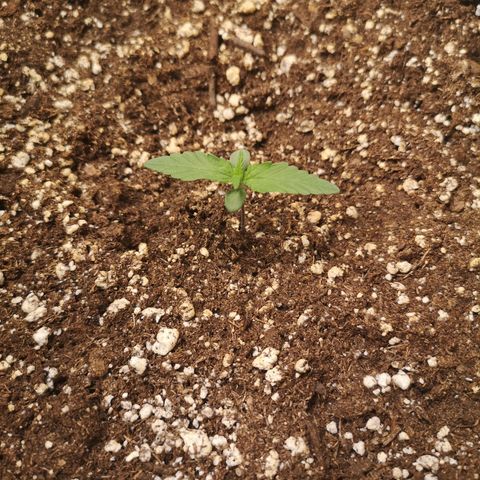Mango smile growlog timeline photo