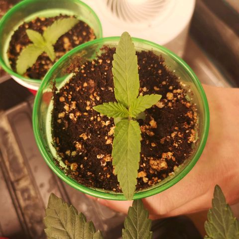 Orange cookie chem 2nd grow growlog timeline photo