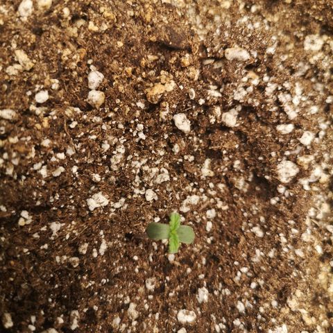 Ripleys og growlog timeline photo