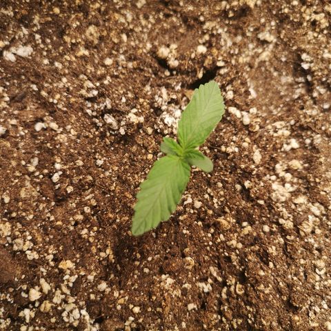 Sour crinkle growlog timeline photo