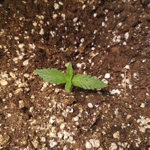 strawberry stomper growlog timeline photo