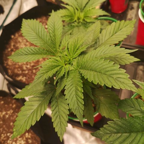 wedding cake growlog timeline photo