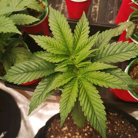 wedding cake 2 growlog timeline photo
