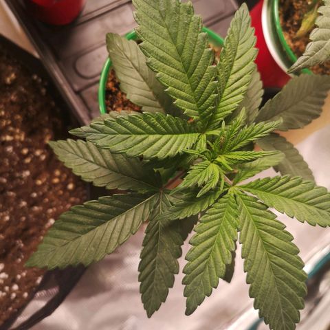 Wedding cake 3 growlog timeline photo