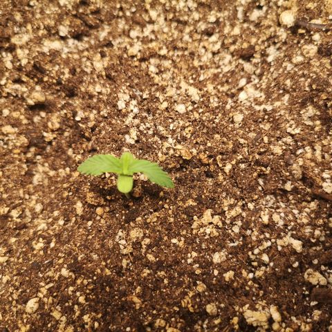 avt x 3 bears og growlog timeline photo