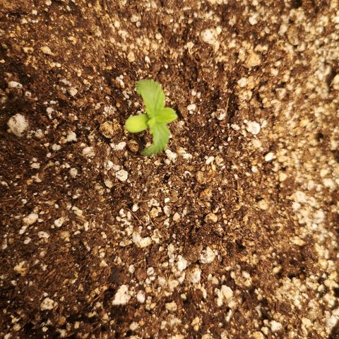avt x 3 bears og growlog timeline photo