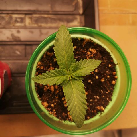 Blueberry cookies 2nd grow growlog timeline photo
