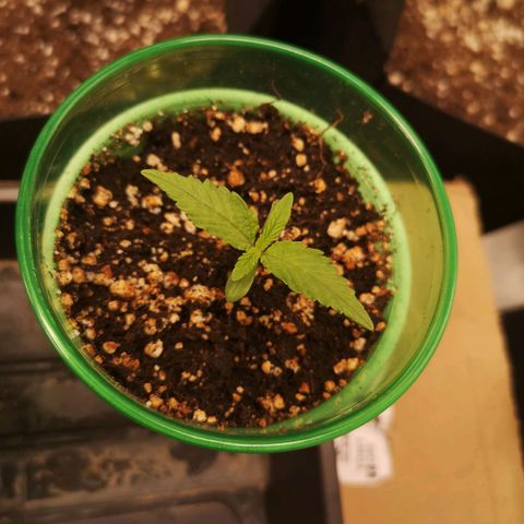 Blueberry cookies 2nd grow 2 growlog timeline photo