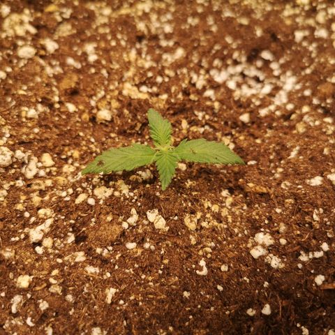 Cdlc growlog timeline photo