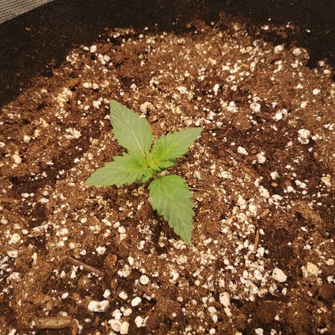 Cdlc 1/2 & 1/2 growlog timeline photo