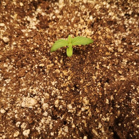 Cdlc myco growlog timeline photo