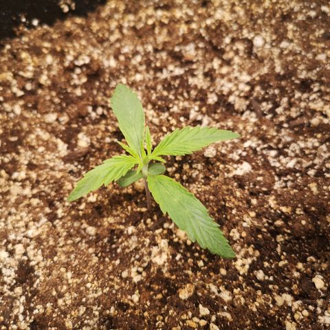Forgotten cookies growlog timeline photo