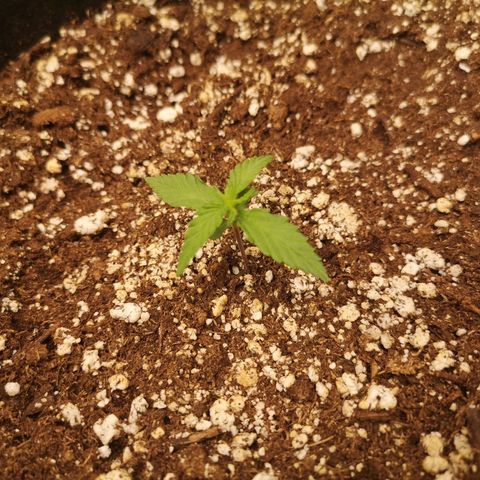 Hubbabubba haze growlog timeline photo