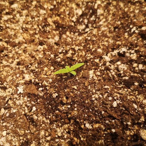 Hubbabubba haze myco growlog timeline photo