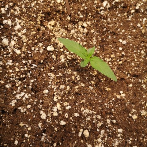 Mango smile growlog timeline photo