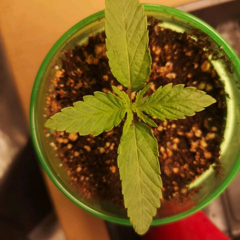 Orange cookie chem 2nd grow growlog timeline photo