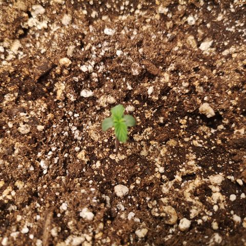 Ripleys og growlog timeline photo