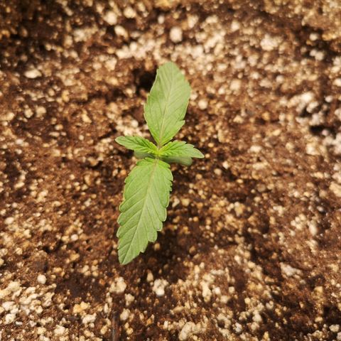 Sour crinkle growlog timeline photo