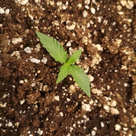 strawberry stomper growlog timeline photo