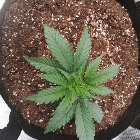 Grape Diamonds growlog timeline photo
