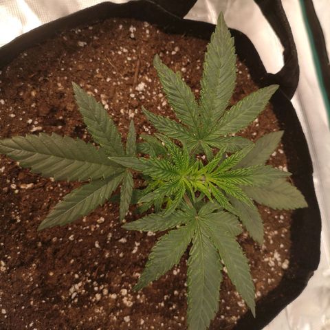 Grape Diamonds 2 growlog timeline photo