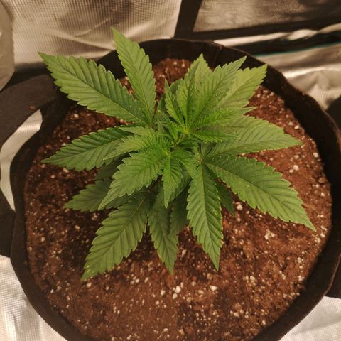 wedding cake growlog timeline photo