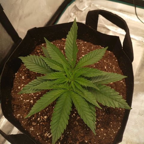 wedding cake 2 growlog timeline photo