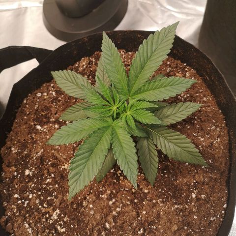 Wedding cake 3 growlog timeline photo