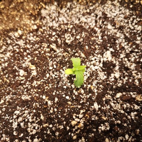avt x 3 bears og growlog timeline photo