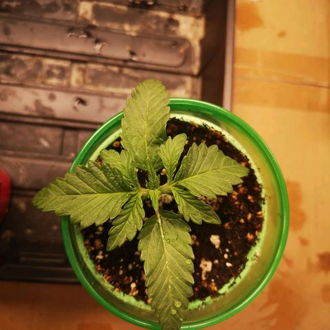 Blueberry cookies 2nd grow growlog timeline photo